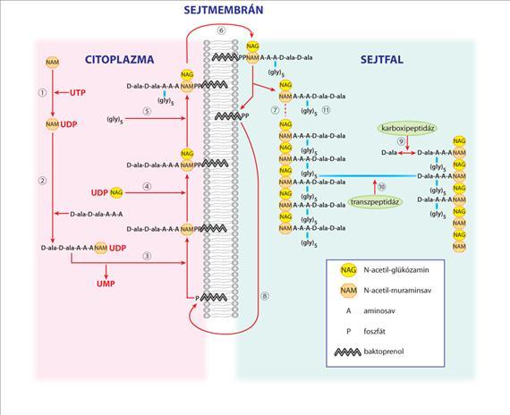 2.ÁLTALÁNOS ORVOSI MIKROBIOLÓGIA A peptidoglikán alapvetően hasonló szerkezeti elvek szerint épül fel minden baktériumban: az N-acetilglükozamin (NAG) és N-acetil-muraminsav (NAM az