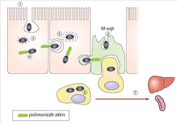 3.3.44. ábra. A Listeria monocytogenes fertőzések pathogenezise. Magyarázatot lásd a szövegben Invázióját az internalin fehérjék (pl.