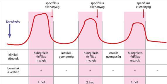 A specifikus IgM ellenanyagok megjelenésekor a komplement közvetítette agglutinációs lízis révén a baktériumok gyorsan eltűnnek a vérből.