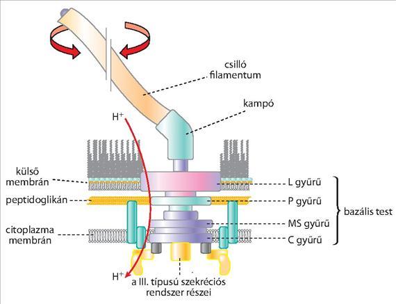2.ÁLTALÁNOS ORVOSI MIKROBIOLÓGIA A csilló a baktériumok propellere A szerkezet három nagyobb alegységből áll: a csilló filamentumból, a bazális testből, melynek különböző gyűrű alakú fehérjéi az