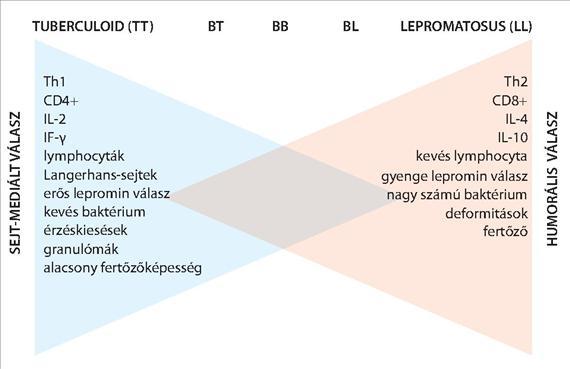 kezdetben az érzéskiesés, később a bénulások, míg a lágyrészek fertőzése vezet a súlyos deformitások kialakulásához.
