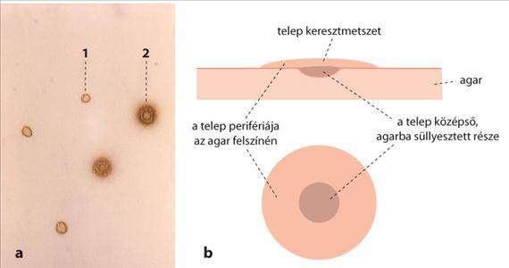 3.3.89. ábra. Ureaplasma és mycoplasma telepek. A: ureaplasma (1) és mycoplasma (2) telepek (CDC, Public Health Image Library, No