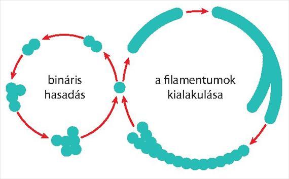 Jacobs felvétele), B: a mycoplasma telepek centrális része mélyen belesüpped a táptalajba, ezért sötétebb színűre festődik, a perifériás részek vékonyabbak, világos színűre festődnek A mycoplasmák
