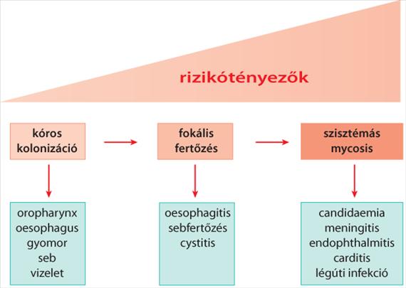 3.4.1. ábra. A gombás fertőzések hajlamosító tényezőinek hatása 3.50. táblázat 