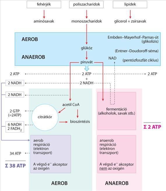 2.ÁLTALÁNOS ORVOSI MIKROBIOLÓGIA 2.1.16. ábra.