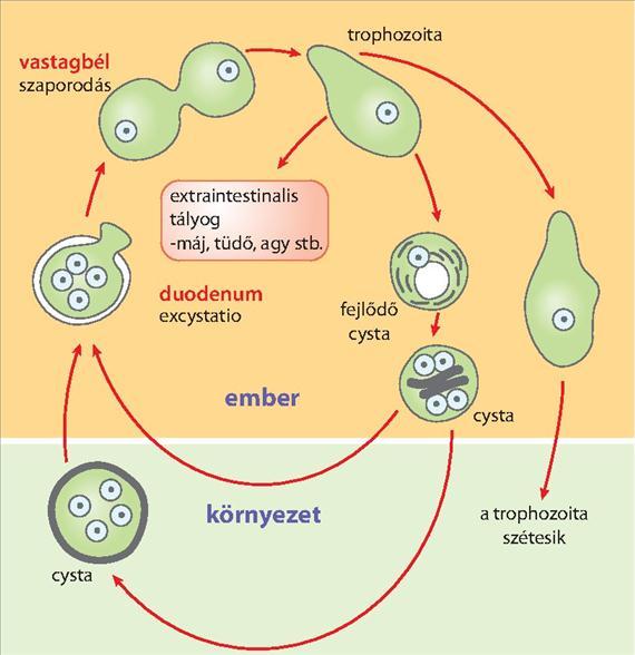 3.5.2. ábra. Az Entamoeba histolytica fertőzési ciklusa. Magyarázatot lásd a szövegben Az esetek nagy részében az amoeba a bélben marad, a fertőzés nem terjed tovább.