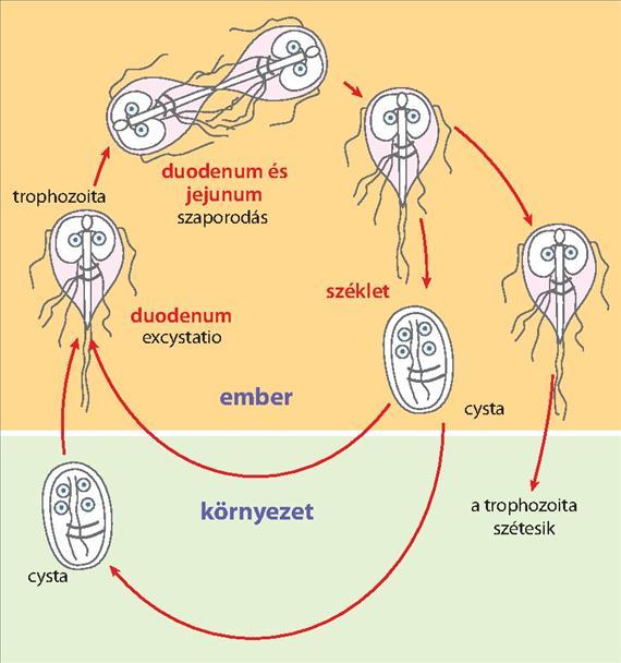 3.5.6. ábra. Giardia lamblia fertőzés patogenezise.
