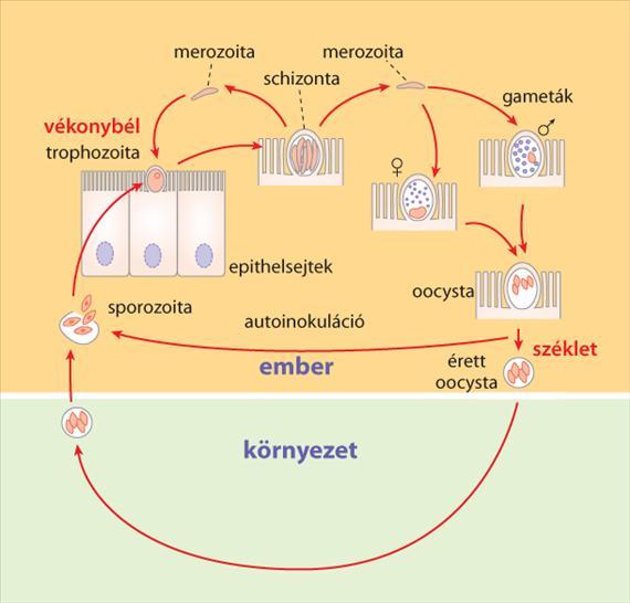 Patogenezis és járványtan A fertőzés az oocystával történik (3.5.10. ábra), melyből az excystatio során a vékonybélben szabadulnak ki a sporozoiták.