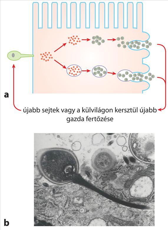 3.5.13. ábra. Microsporidium fertőzés. A: a fertőzése patogenezise. Magyarázatot lásd a szövegben grafikus, B: eukaryota célsejtbe inzretálkódott poláris csövecske.