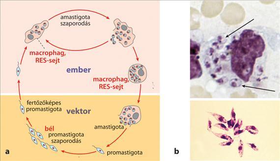 A betegség átvitelében a lepkeszúnyogokhoz tartozó Phlebotomus (homoki légy) fajok szerepelnek. 3.53. táblázat - 3.5.2. táblázat. A legfontosabb Leishmania fajok jellemzői KÓROKOZÓ REZERVOÁR VEKTOR KÓRKÉP L.