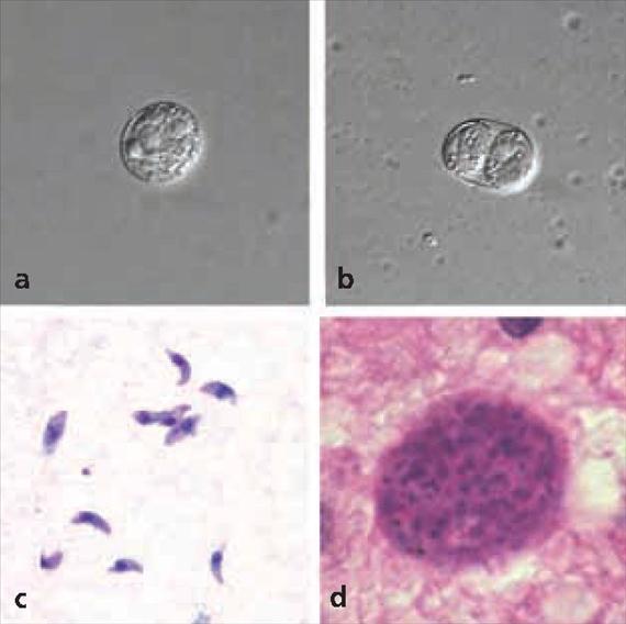 3.5.23. ábra. A Toxoplasma gondii megjelenési formái. A: spóra nélküli oocysta, B: spórás, érett, fertőzőképes, kép sporocystát tartalmazó oocysta, C: Tachyzoiták, D: szöveti cysta agyszövetben.