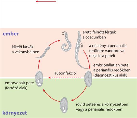 3.5.25. ábra. Az Enterobius vermicularis életciklusa A fertőzött gyermekek és felnőttek közül sok a tünetmentes hordozó.