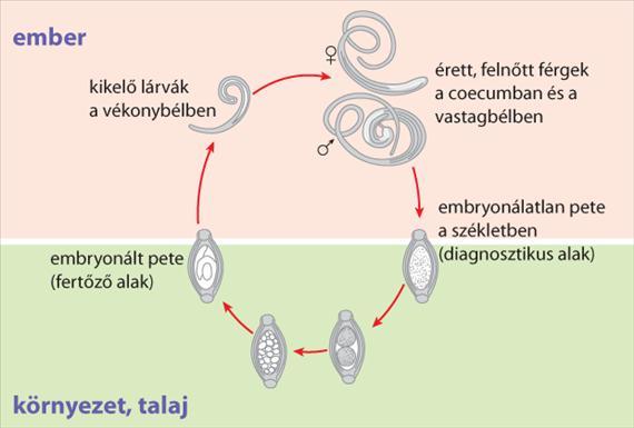 3.5.27. ábra. A Trichuris trichiura életciklusa Laboratóriumi diagnózis, megelőzés és kezelés A diagnózis a megnyúlt citromalakú peték székletben történő kimutatásán alapul.