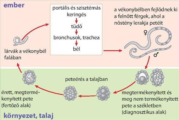 CDC, Division of Parasitic Diseases, Parasite Image Library () Életciklus, patogenezis és klinikai kép A nem megtermékenyített peték nem fertőzőek.