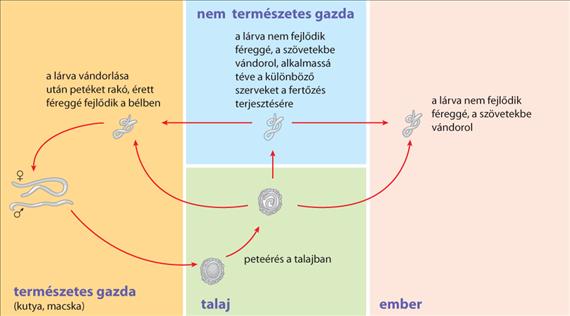 3.5.31. ábra. A Toxocara fajok életciklusa Emberben a patológiás elváltozás granulomához hasonló.