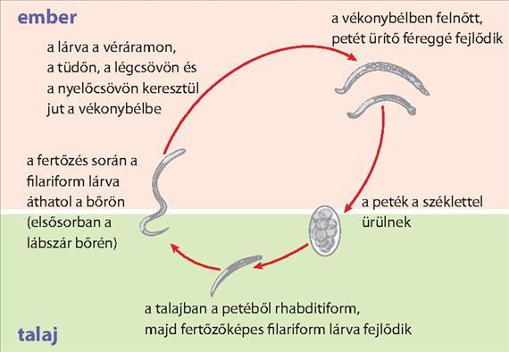 3.5.35. ábra. Az Ancylostoma duodenale életciklusa A bélfalba kapaszkodó férgek nagyfokú vérvesztést okozhatnak, amelynek hypochrom microciter anaemia, gyengeség, sápadtság a következménye.