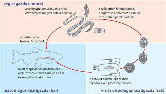 3.5.39. ábra. A Diphyllobotrium latum életciklusa A legtöbb beteg tünetmentes, azonban hasi fájdalom vagy hasmenés jelentkezhet. A D.latum a vékonybelet kevéssé károsítja, azonban az esetek egy részében B12-vitamin-hiány következtében megaloblastos anaemia jöhet létre.