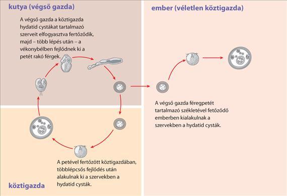 Morfológia A kutya galandférge, az E. granulosus 3 6 mm hosszú. Három proglottisa van, a scolexen 4 szívótárcsa és kétsoros horogkoszorú található. A E.