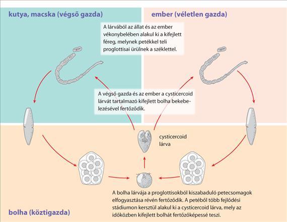 3.5.47. ábra. A Dipylidium caninum életciklusa Az enyhe fertőzések tünetmentesek, azonban hasi fájdalmak, hasmenés és végbéltáji viszketés előfordulhat.
