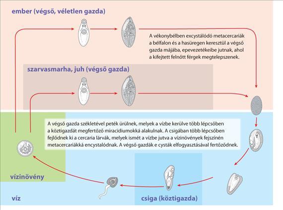 3.5.49. ábra. A Fasciola hepatica életciklusa Az életciklusát tekintve hasonló F. buski köztigazdái a sertés, kutya, nyúl.