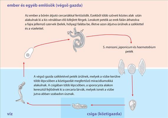 3.5.51. ábra. A Schistosoma fajok életciklusa Klinikai kép A betegség lefolyásában három fázist különíthetünk el. A fertőzés maradhat tünetmentes, de akár halálos végű komplikációk is kialakulhatnak.