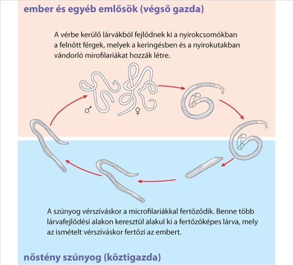 3.5.54. ábra. A Wuchereria bancrofti életciklusa A féreg a nyirokcsomókban gyulladást okoz, amelynek következménye a nyirokerek elzáródása. A fertőzésnek nincsenek korai tünetei.