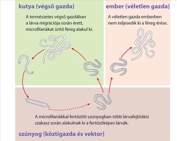 3.5.58. ábra. A Dirofilaria fajok életciklusa A fertőzések gyakran tünetmentesek, illetve a laesiók lokalizációjától függően okoznak tüneteket. A bőr fertőzése esetén (D.