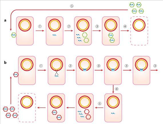 2.ÁLTALÁNOS ORVOSI MIKROBIOLÓGIA 2.1.23. ábra. Virulens és temperált bacteriophagok. A magyarázatot lásd a szövegben Az ábrán az ún.
