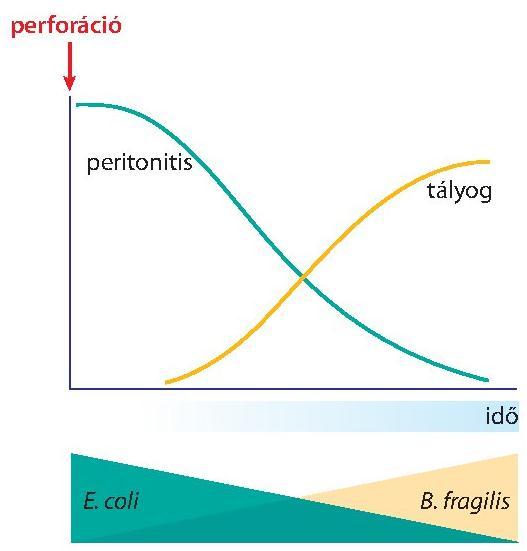 4. BEVEZETÉS A KLINIKAI MIKROBIOLÓGIÁBA aureus-t, gyakran megfigyelhető az általa okozott peritonitis is ilyen betegekben.