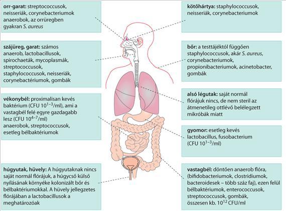 2.ÁLTALÁNOS ORVOSI MIKROBIOLÓGIA Fejlődésük második szakaszában a posztembrionálisfejlődés általában két részre oszlik, az első a lárva második vedlésének befejezéséig, a második pedig újabb két
