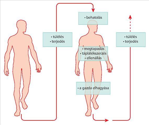 2.ÁLTALÁNOS ORVOSI MIKROBIOLÓGIA 2.2.2. ábra. A fertőző ciklus lépései.
