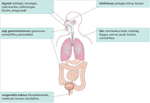 2.ÁLTALÁNOS ORVOSI MIKROBIOLÓGIA 2.2.3. ábra.