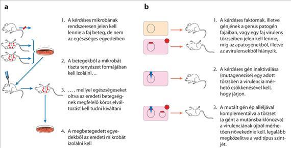 2.ÁLTALÁNOS ORVOSI MIKROBIOLÓGIA megkönnyítendő számos kórokozó a gazda szöveteit, sejtjeit, molekuláit pl. enzimjei, toxinjai révén úgy alakítja át, bontja le, hogy abból tápanyagokhoz jusson.