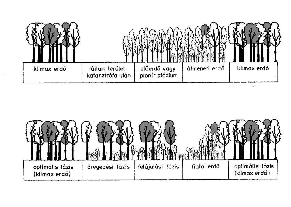 Nagy erdőciklus: Szekunder szukcesszió Állományt átalakító bolygatás Eltérő stratégiai fajok egyéni életciklusa Bolygatáshoz kötődő, fénykedvelő fajokból álló előerdő
