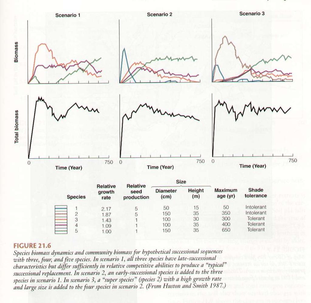 Egyed alapú erdődinamikai modellek (Shugart 1984, Krebs 2001) Egy üres területen fejlődő hipotetikus erdőállomány elegyarány változásait mutató modell.