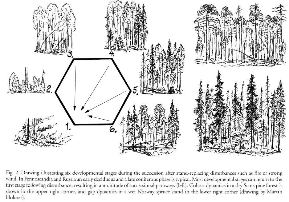 Európai boreális erdők erdődinamikai modelje (Angelstam and