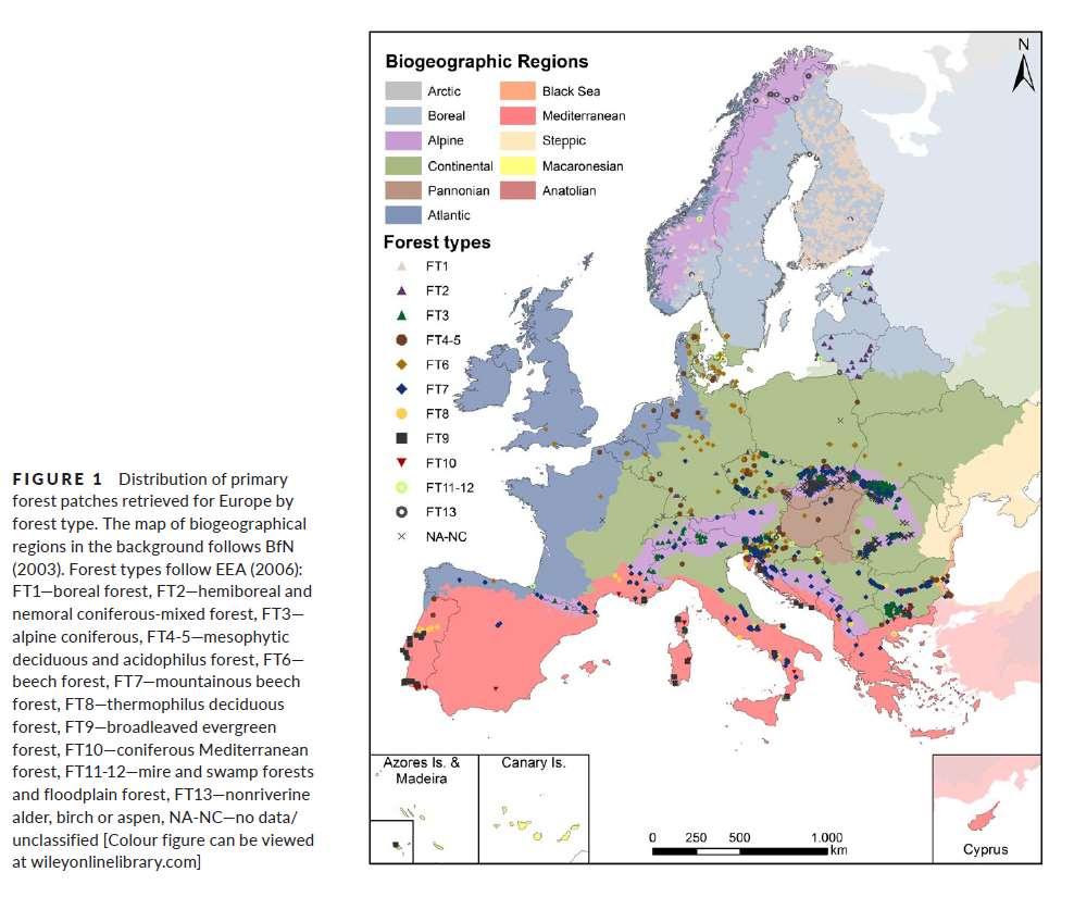 Természetes erdődinamika vizsgálati lehetőségei Európában korlátosak Természetes erdők aránya ~ 0.7% (Sabatini et al.