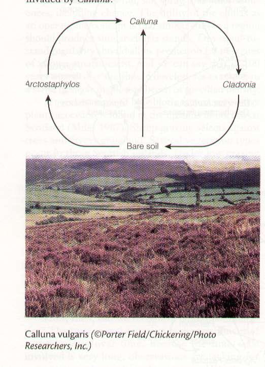 Fajok egyéni regenerációs ciklusa, ciklikus folyamatok, foltdinamika (Watt 1947) Hajtóerő: domináns faj életciklusa Fenyérek (Skócia) A csarab (Calluna) elhaló hajtásain zuzmó (Cladonia)