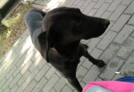 Rajz: Zékány Enikő 9.d 2012/12 8 www.gepeszeti.hu Nagy Anita, Szántó Bernadett 12.g Az állatok minden korban meghatározó szerepet töltöttek be életünkben.