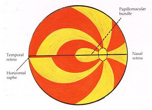 A GLAUCOMA PROGRESSZIÓJA BEKÖVETKEZŐ LÁTÓTÉR KÁROSODÁS TÍPUSAI Reverzibilis vakfolt