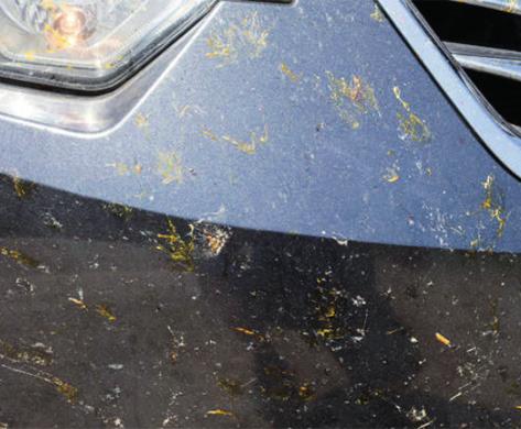 M100 FELNITISZTÍTÓ Az M-Clean 100 erős savas hatású tisztítószer, melynek erős zsíroldó képessége az ammónia bifl uorid sav összetevőjén alapul.