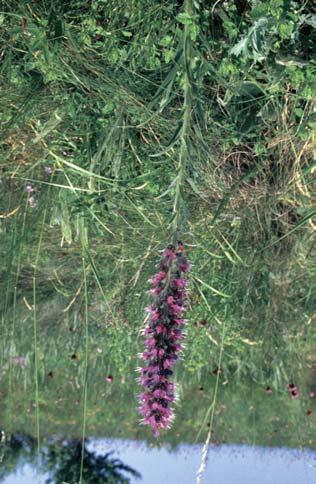 Stipa dasyphylla (Nagybörzsöny: