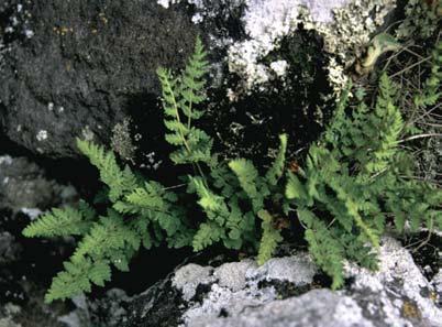 Woodsia ilvensis (Diósjenő: