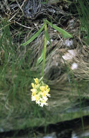 Erysimum wittmannii (Diósjenő: