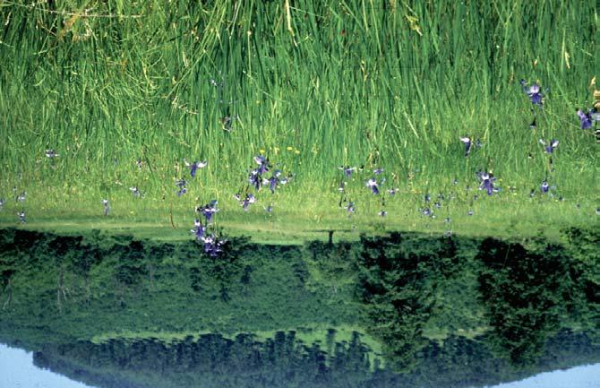 Dactylorhiza sambucina (Perőcsény: