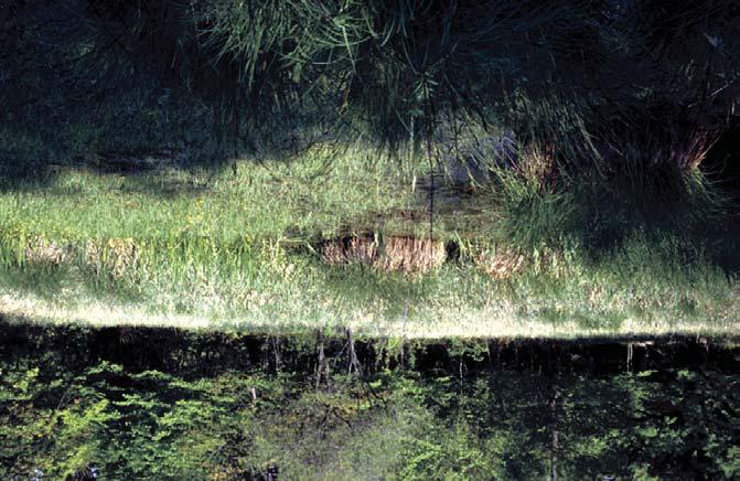 Hottonia palustris