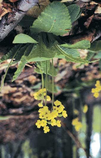 Petasites albus (Kemence: