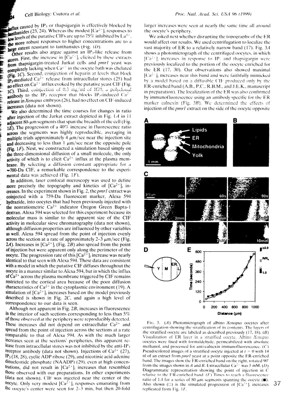 Proc. Natl. Acad. Sci. USA 90 (1999) pj^hanides (23. 24).