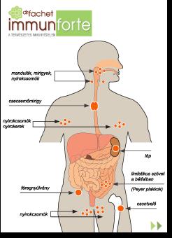 Az immunrendszer felépítése Centrális immunszervek: csontvelő thymus Perifériás immunszervek: Lép,