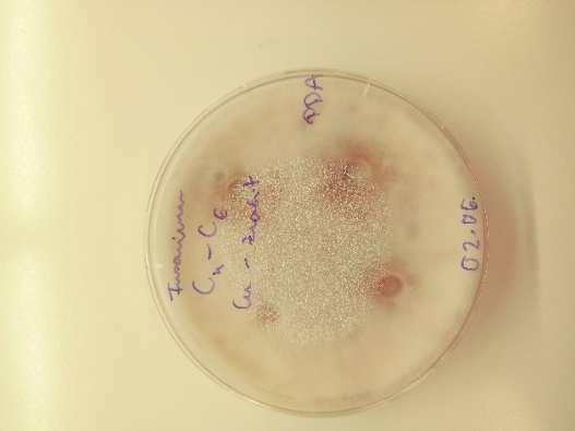 : Inoculated test plates and inhibition zones after incubation (Fusarium